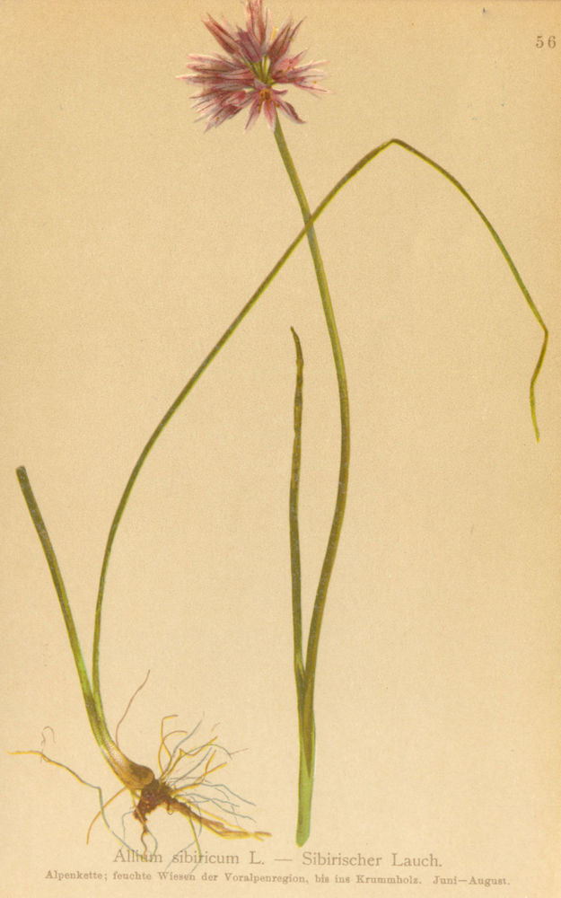 ALPENFLORA ALPINE FLOWERS. Allium sibiricum L-Sibirischer Lauch 1897 old print
